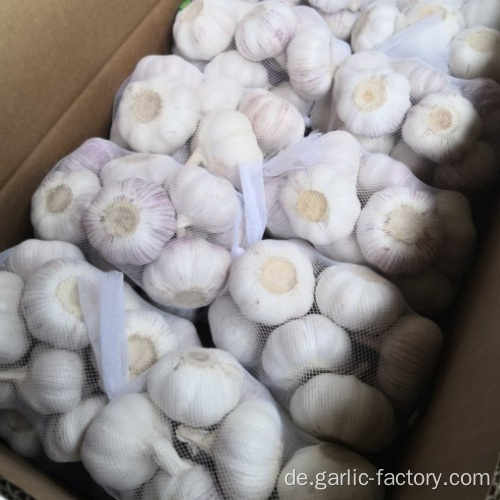 Jin Xiang New Crop Knoblauch Preis Hot Sales